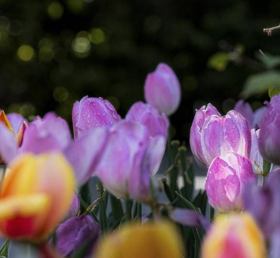 原创 温泉公园的郁金香真好看12