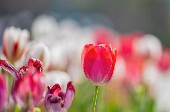 原创 温泉公园的郁金香真好看3