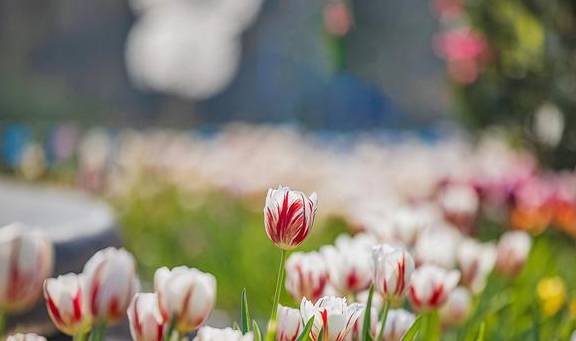 原创 温泉公园的郁金香真好看4