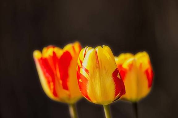 原创 温泉公园的郁金香真好看5