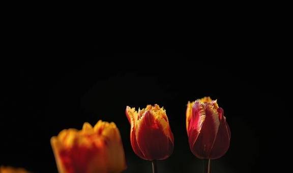 原创 温泉公园的郁金香真好看6