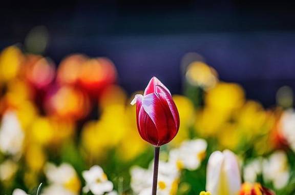 原创 温泉公园的郁金香真好看7