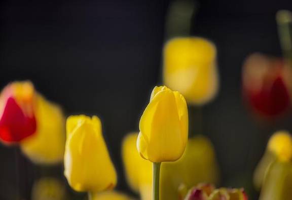 原创 温泉公园的郁金香真好看8