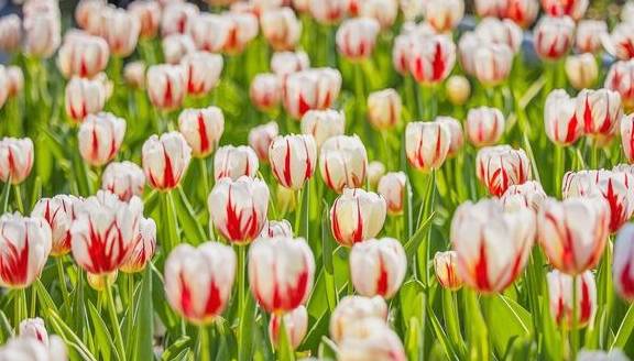 原创 温泉公园的郁金香真好看9