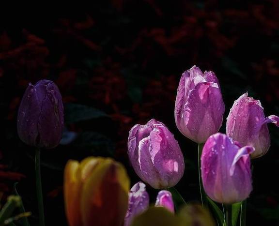 原创 温泉公园的郁金香真好看10