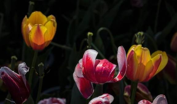 原创 温泉公园的郁金香真好看13