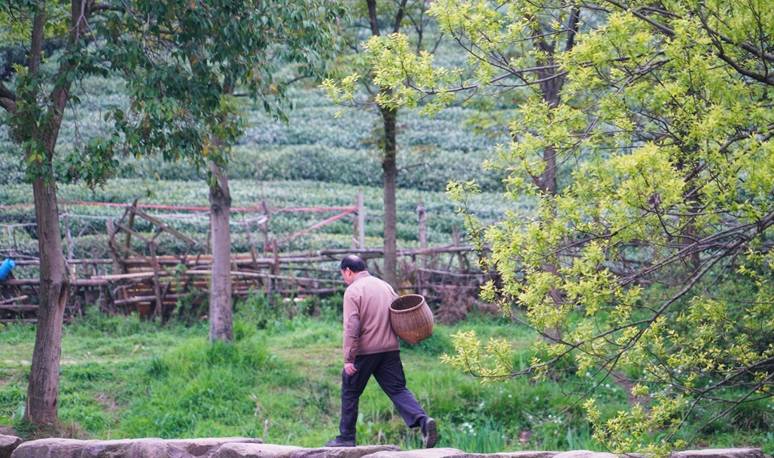 原创 杭州的春天也太早了，来茅家埠赏风景挖野菜，寻找春天的气息1