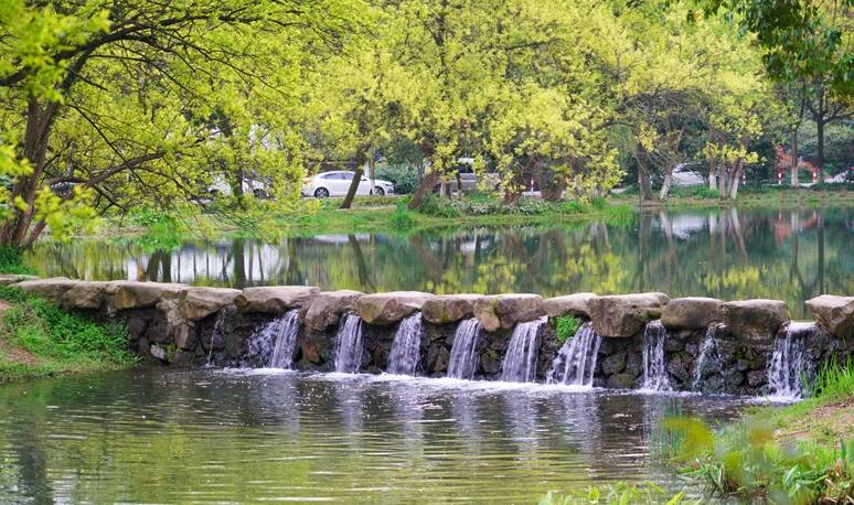 原创 杭州的春天也太早了，来茅家埠赏风景挖野菜，寻找春天的气息2