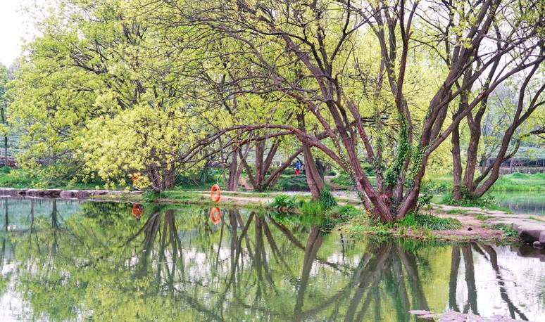 原创 杭州的春天也太早了，来茅家埠赏风景挖野菜，寻找春天的气息3