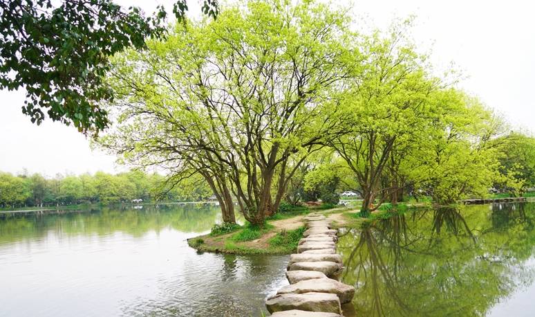 原创 杭州的春天也太早了，来茅家埠赏风景挖野菜，寻找春天的气息5