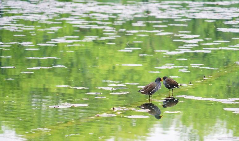 原创 杭州的春天也太早了，来茅家埠赏风景挖野菜，寻找春天的气息6