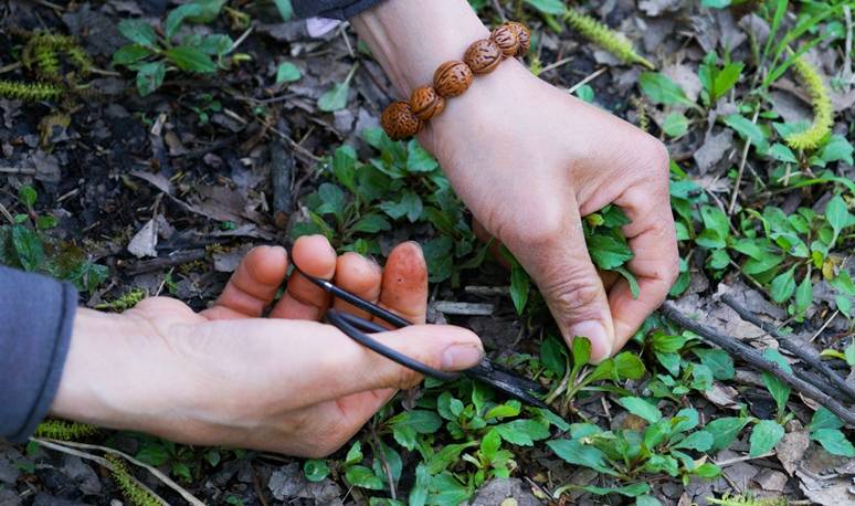 原创 杭州的春天也太早了，来茅家埠赏风景挖野菜，寻找春天的气息8