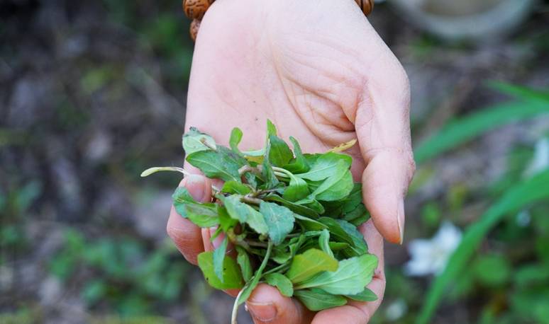 原创 杭州的春天也太早了，来茅家埠赏风景挖野菜，寻找春天的气息9