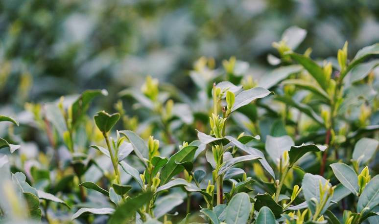 原创 杭州的春天也太早了，来茅家埠赏风景挖野菜，寻找春天的气息10