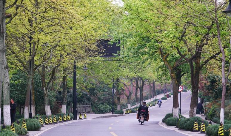原创 杭州的春天也太早了，来茅家埠赏风景挖野菜，寻找春天的气息12