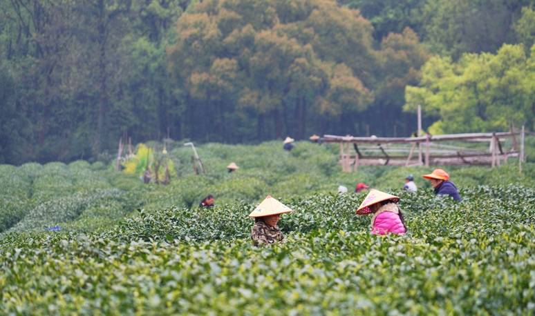 原创 杭州的春天也太早了，来茅家埠赏风景挖野菜，寻找春天的气息13