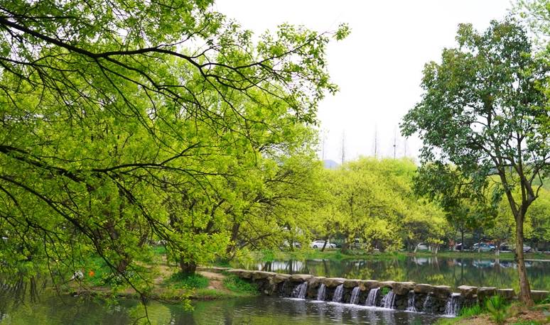 原创 杭州的春天也太早了，来茅家埠赏风景挖野菜，寻找春天的气息14