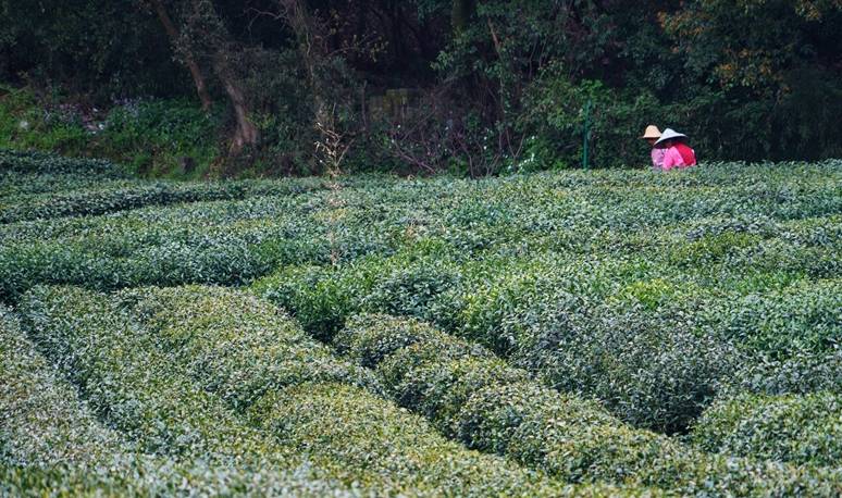 原创 杭州的春天也太早了，来茅家埠赏风景挖野菜，寻找春天的气息15