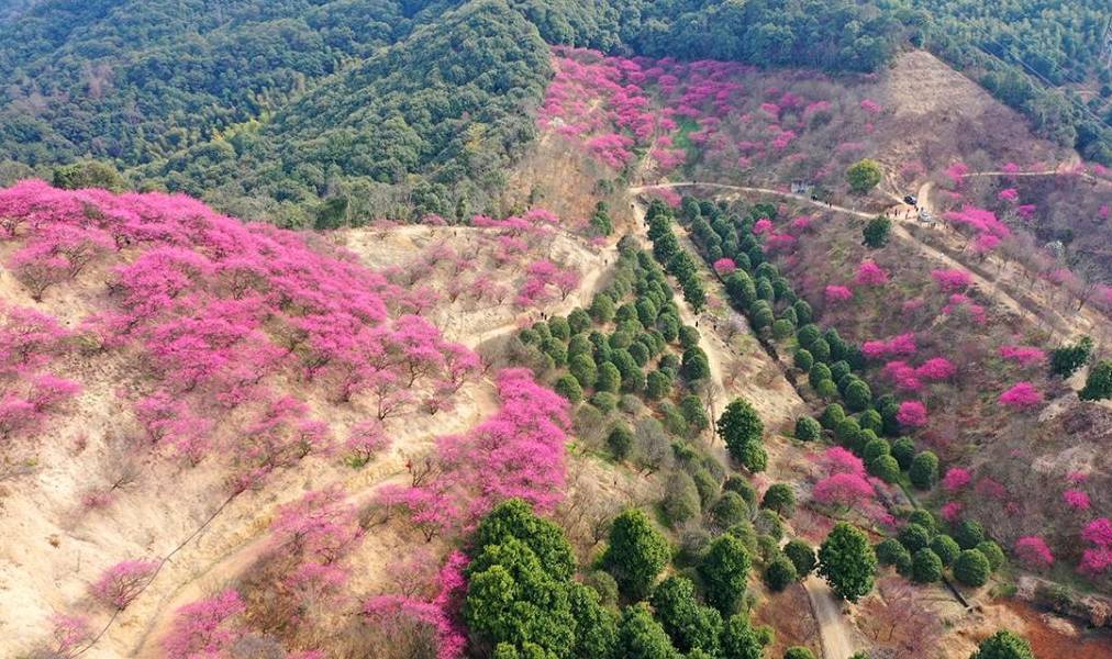 原创 宁波网红赏梅地，美景被垃圾攻陷，文明让风景更美好3