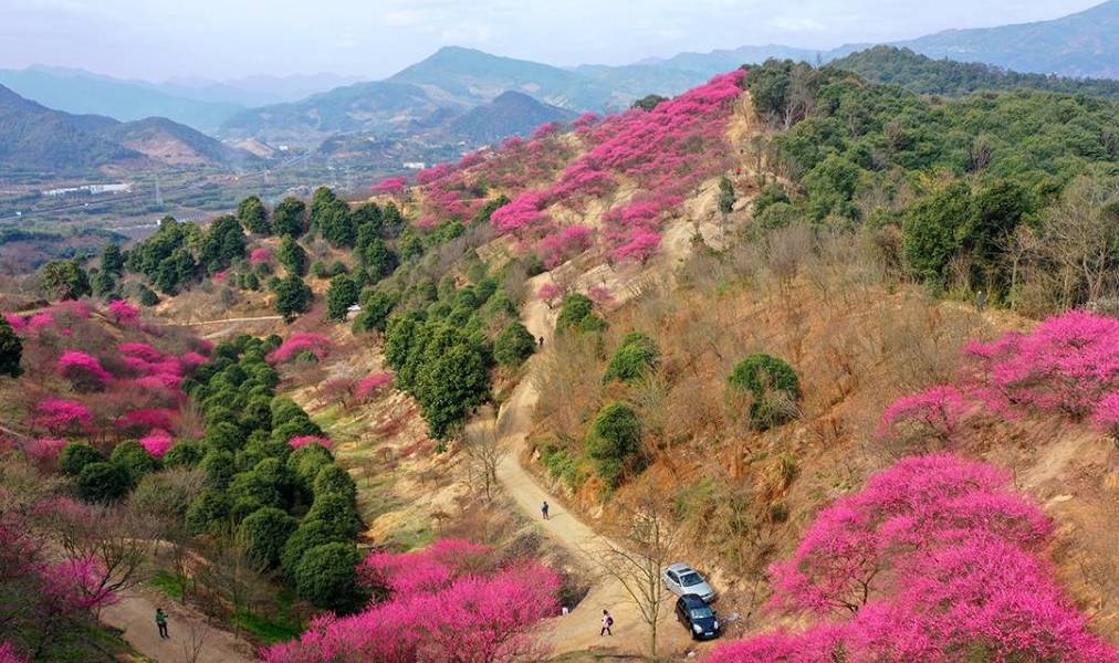 原创 宁波网红赏梅地，美景被垃圾攻陷，文明让风景更美好4