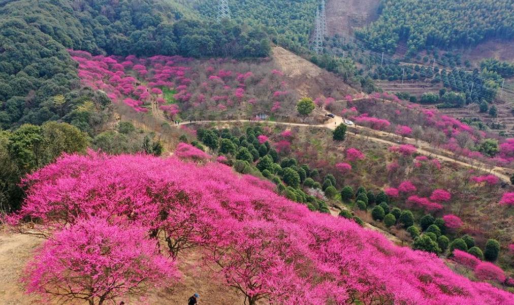 原创 宁波网红赏梅地，美景被垃圾攻陷，文明让风景更美好5
