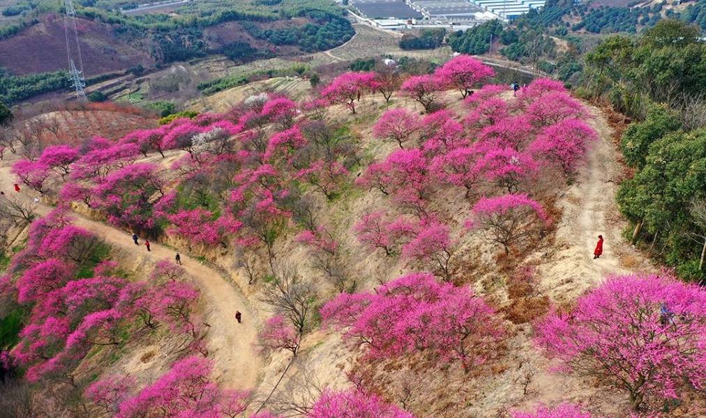 原创 宁波网红赏梅地，美景被垃圾攻陷，文明让风景更美好6