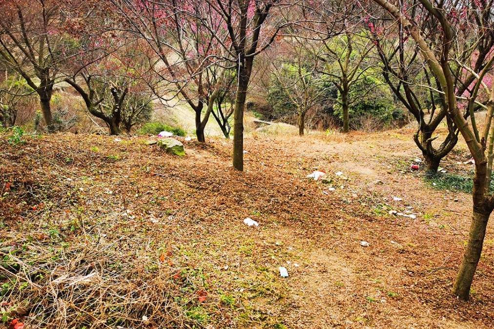 原创 宁波网红赏梅地，美景被垃圾攻陷，文明让风景更美好8