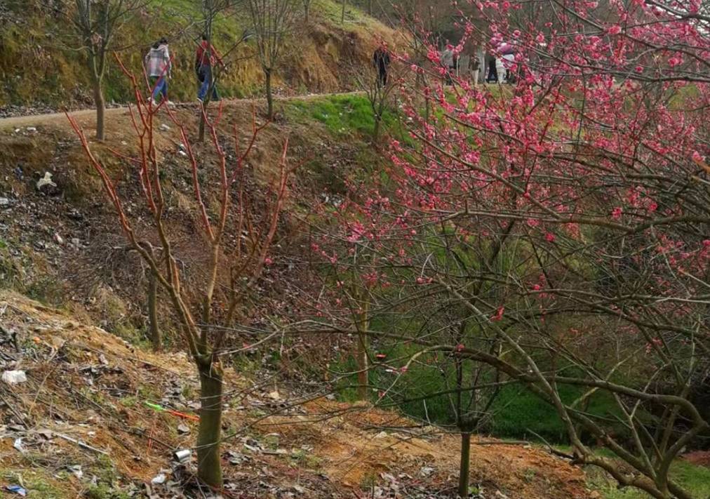 原创 宁波网红赏梅地，美景被垃圾攻陷，文明让风景更美好13