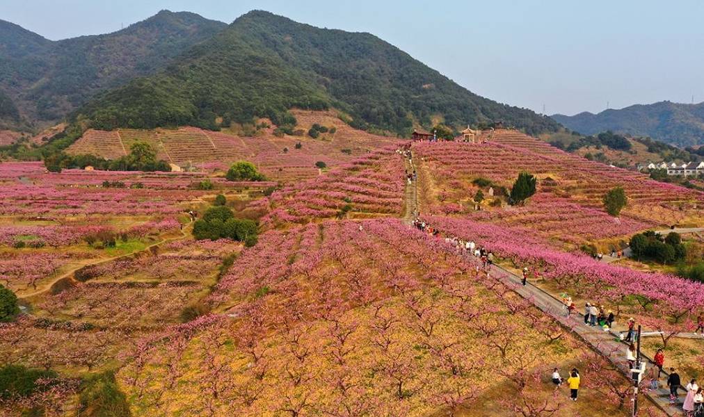 原创 宁波网红赏梅地，美景被垃圾攻陷，文明让风景更美好15