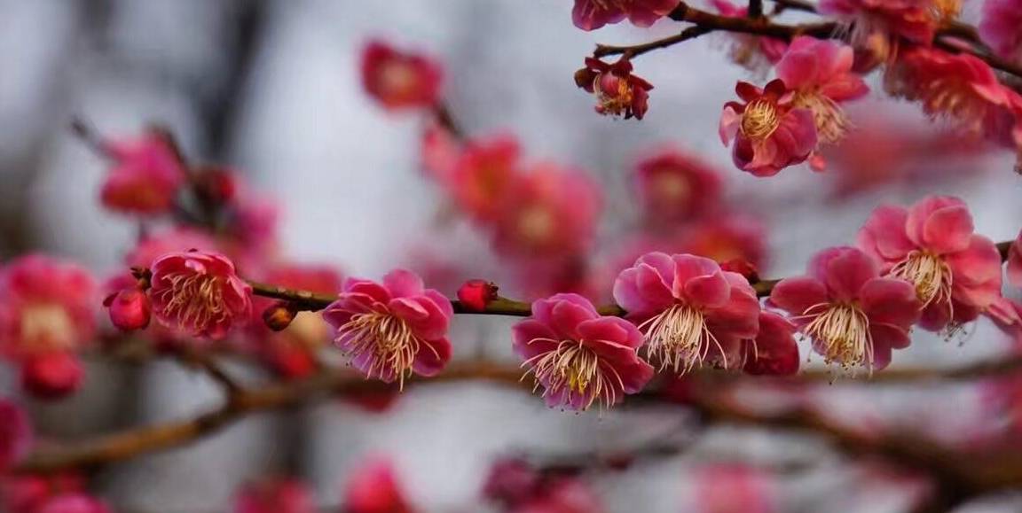 原创 杭州春游的好去处,是江南三大探梅胜地之一,是一处4A景点3