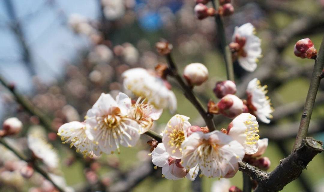 原创 杭州春游的好去处,是江南三大探梅胜地之一,是一处4A景点4