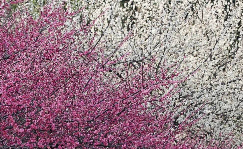 原创 杭州春游的好去处,是江南三大探梅胜地之一,是一处4A景点5