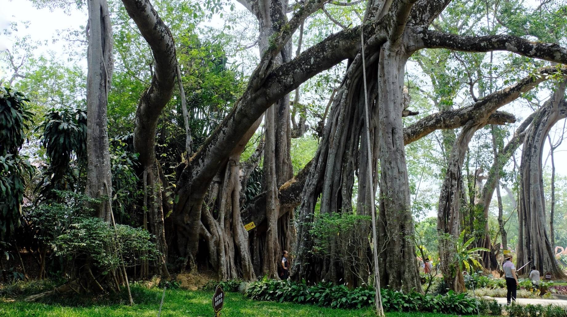 原创 自驾游云南大赏滇西美景,5天行程刚刚好,这样玩就对了7