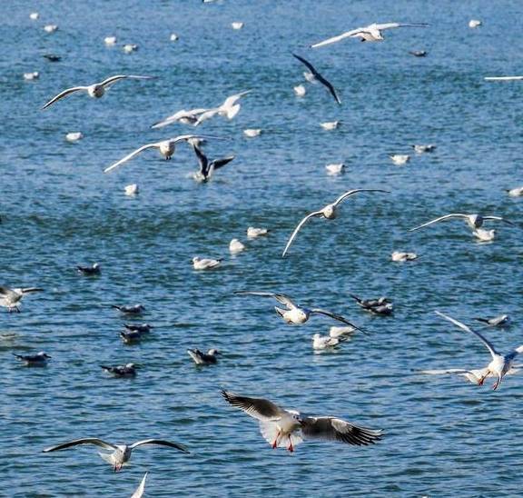 原创 面朝大海春暖花开,新春故地重游,带您领略黄岛街道的妩媚多姿2