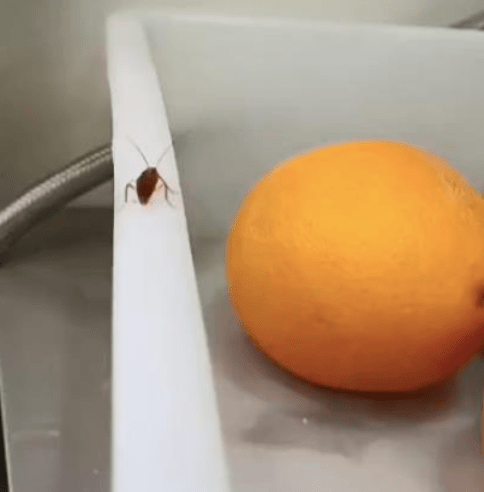 原创 前员工举报蜜雪冰城使用老鼠咬过的原料，公司两次做出回应1