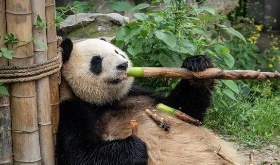 原创 浙江周边游：安吉竹博园，夜游竹林秘境你一定没体验过2