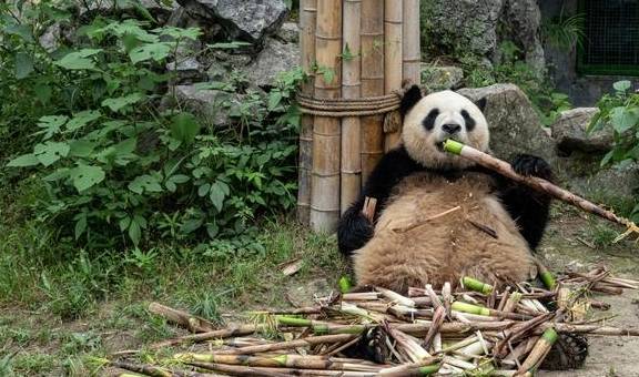 原创 浙江周边游：安吉竹博园，夜游竹林秘境你一定没体验过4