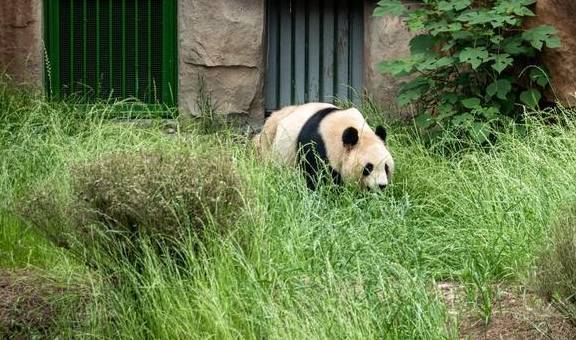 原创 浙江周边游：安吉竹博园，夜游竹林秘境你一定没体验过7