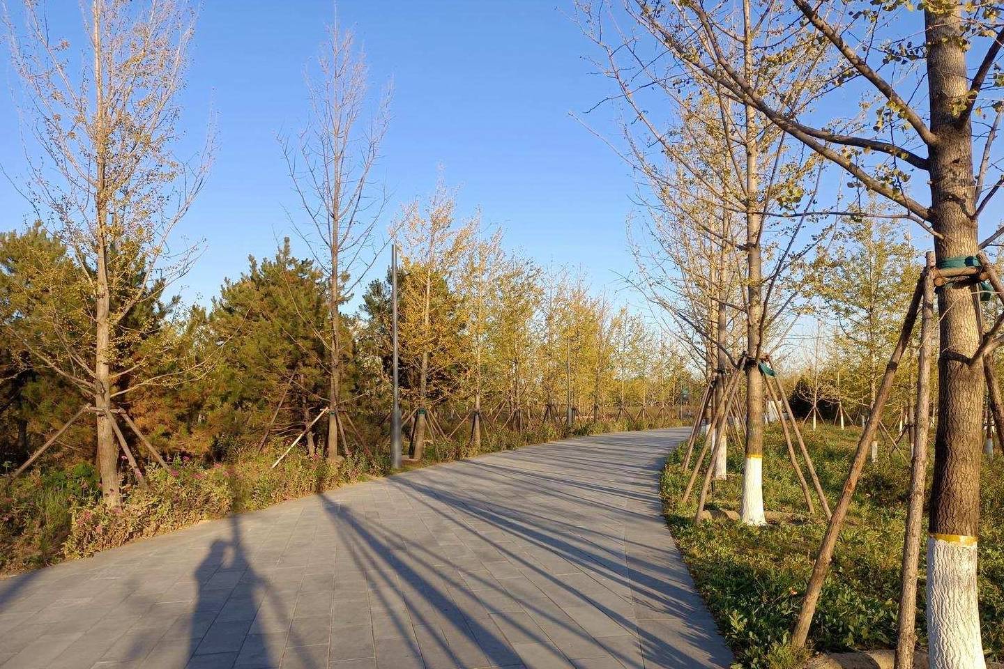 原创 温榆河公园示范区东园，园内的金色光芒撒在大地上1