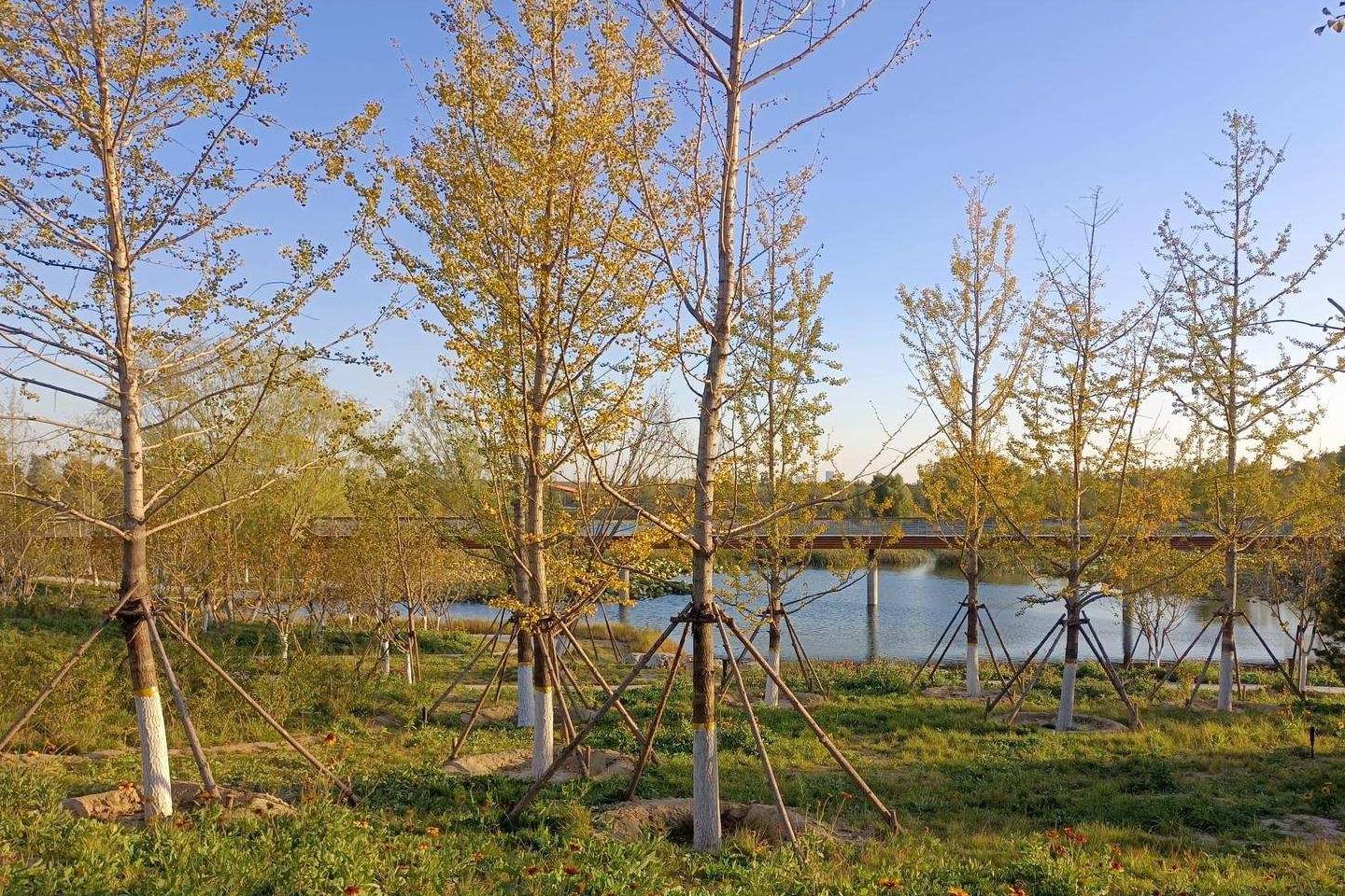 原创 温榆河公园示范区东园，园内的金色光芒撒在大地上2