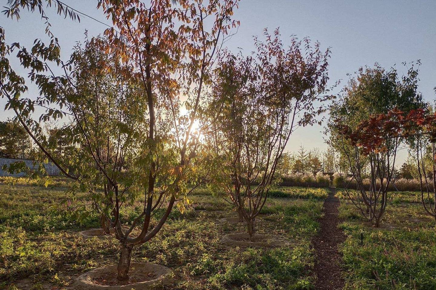 原创 温榆河公园示范区东园，园内的金色光芒撒在大地上3