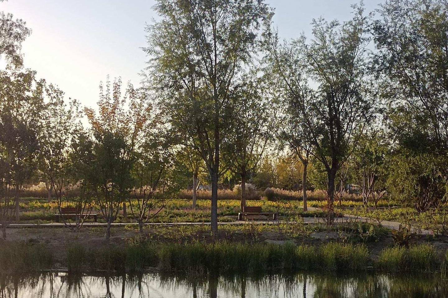 原创 温榆河公园示范区东园，园内的金色光芒撒在大地上6
