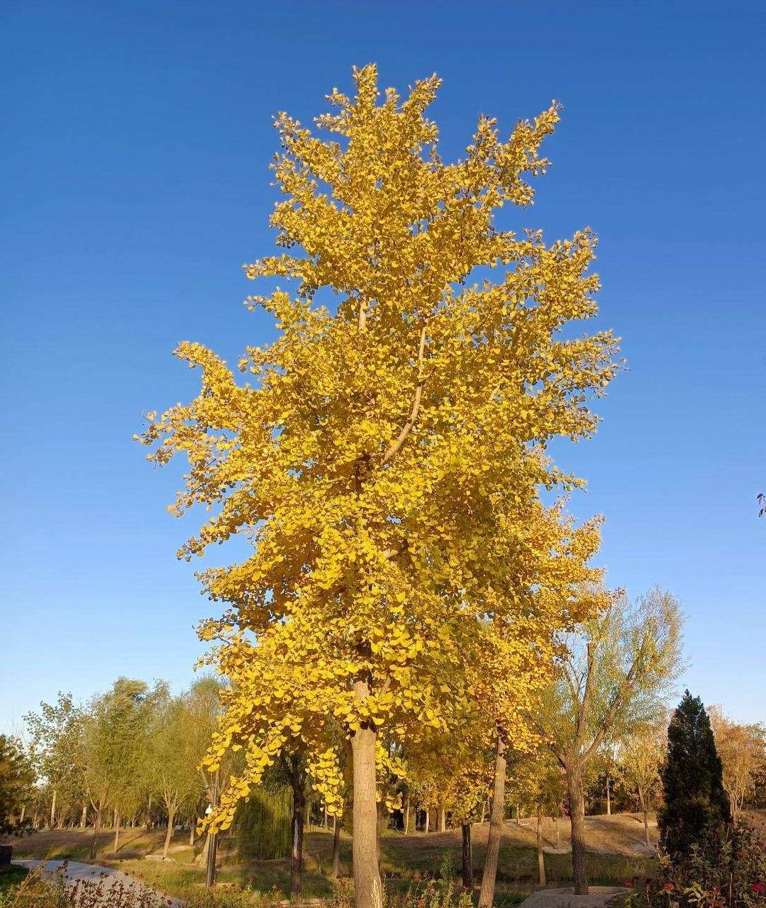 原创 温榆河公园示范区东园，园内的金色光芒撒在大地上7