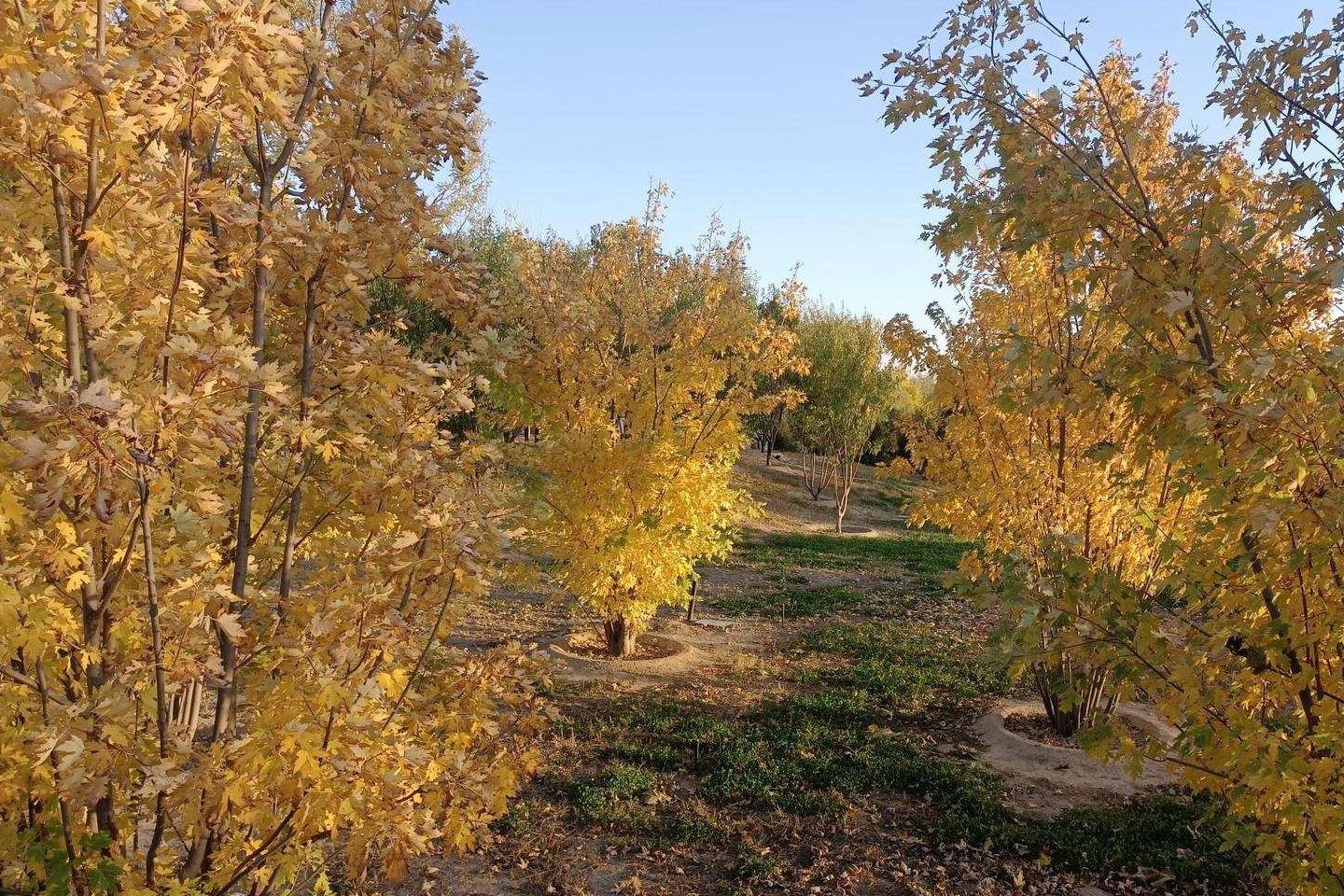 原创 温榆河公园示范区东园，园内的金色光芒撒在大地上8