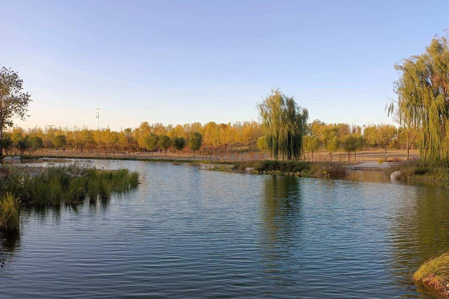 原创 温榆河公园示范区东园，园内的金色光芒撒在大地上10