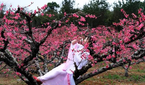 原创 连州构建水陆空洞四重桃花景观，建成广东最大的桃花观赏城市4