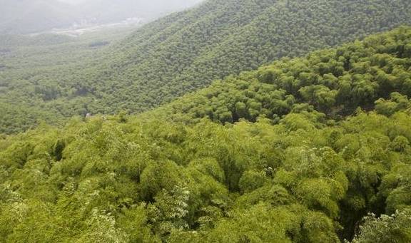 原创 浙江人把毛竹山变成景区,成龙的《卧虎藏龙》拍摄地,门票58元2