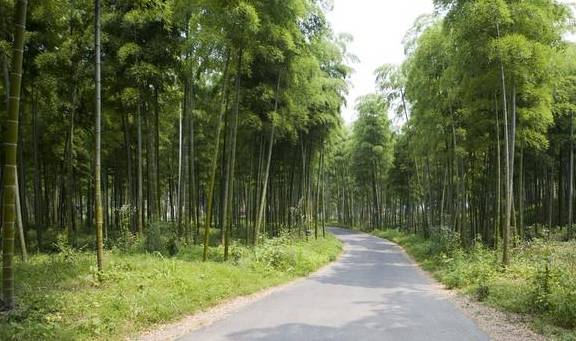 原创 浙江人把毛竹山变成景区,成龙的《卧虎藏龙》拍摄地,门票58元7