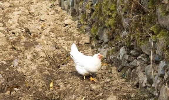 原创 ?寻访秦岭铁铜沟,羊群后跟个小姑娘,面带几分羞怯,看不出年龄5