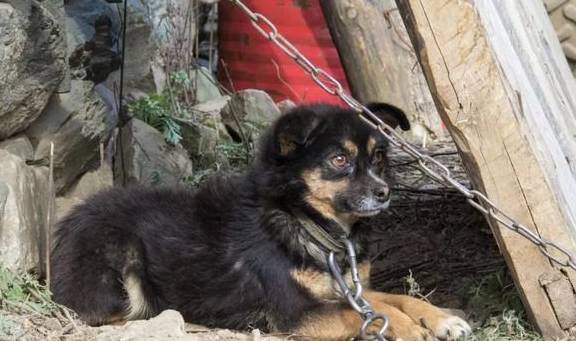 原创 ?寻访秦岭铁铜沟,羊群后跟个小姑娘,面带几分羞怯,看不出年龄6